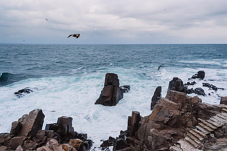 sea, flight, nature, sky thumbnail