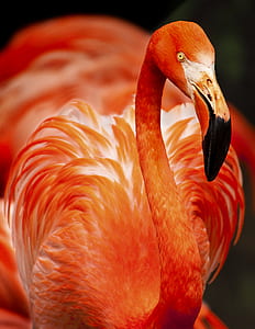 orange flamingo closeup photography thumbnail