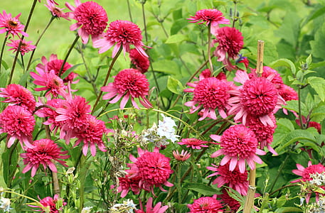 pink flowers thumbnail