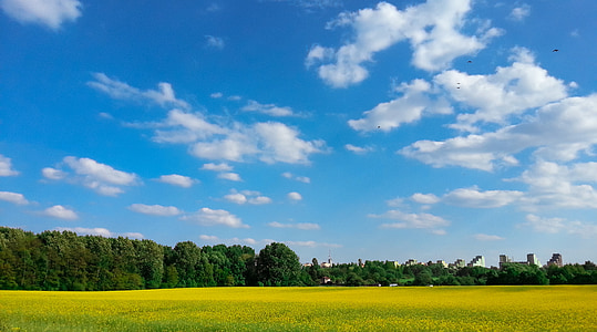 green grass field under sunny sky thumbnail