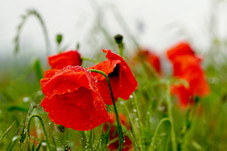 close-up photo of red poppy flowers in bloom thumbnail