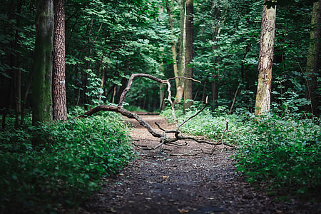 A walk through the forest moze thumbnail
