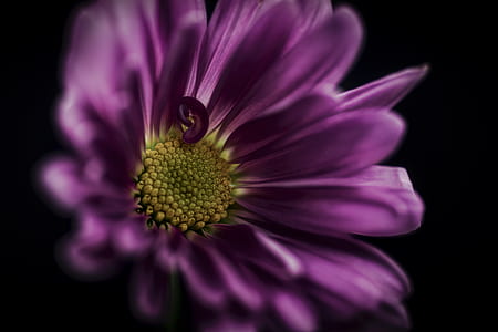closeup photo of purple petaled flower thumbnail