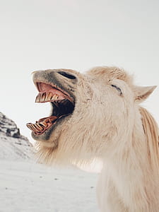 closeup photo of white horse thumbnail