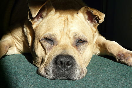 short-coated tan dog thumbnail
