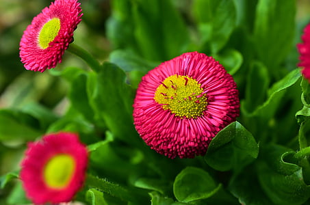 pink and yellow flowers thumbnail