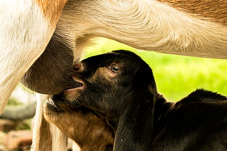 two breast feeding cows thumbnail
