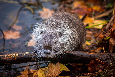 gray rodent on wet leaves thumbnail