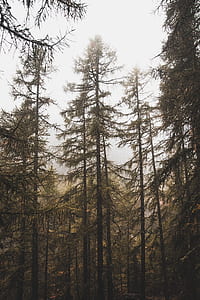 green pine leaf trees thumbnail