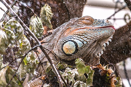 close-up photo of brown bearded dragon thumbnail