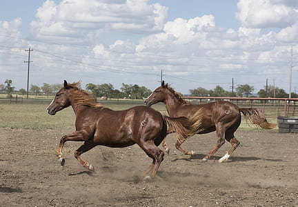 two brown horses under cloudy sky thumbnail