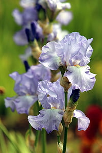 selective focus photography of blue and white petaled flowers thumbnail