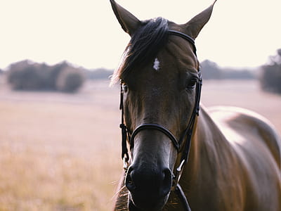 closeup photography of brown horse at daytime thumbnail