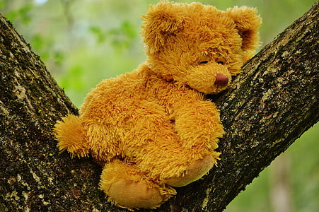 brown teddy bear on tree at daytime thumbnail