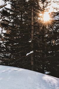 trees near snowfield during daytime thumbnail