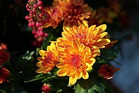 closed up photo of Chrysanthemum flower thumbnail