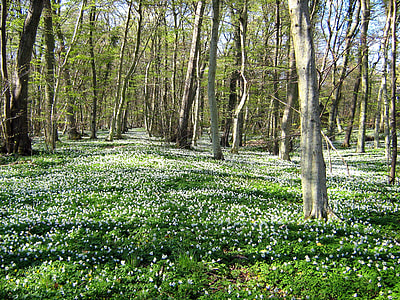 white flower field under trees during daytime thumbnail