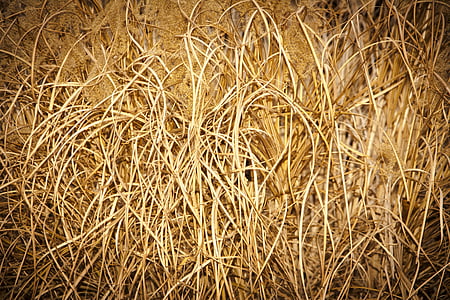 brown grass thumbnail