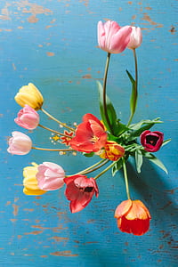 red and yellow flowers thumbnail
