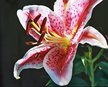 Red and White Petal Flower thumbnail