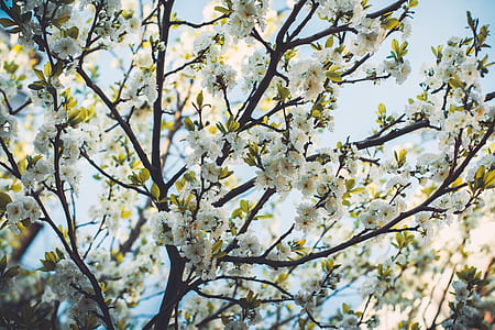 shallow focus photography of white flowers thumbnail