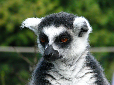 Ring Tailed Lemur, Animal World thumbnail