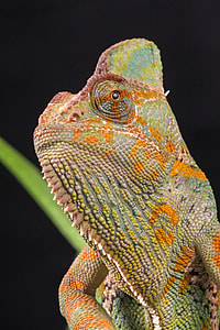 Chameleon, Veiled Chameleon thumbnail