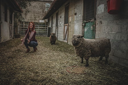 Woman Doing Squat Near the Gray Sheep thumbnail