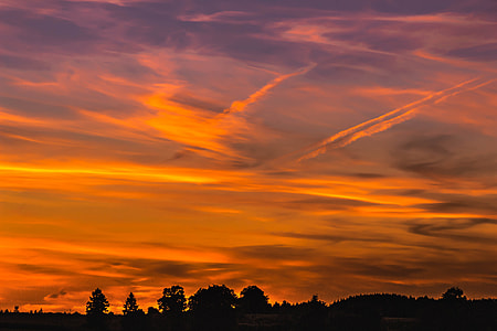 silhouette photograph of forest during sunset thumbnail