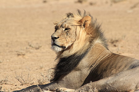 lion sitting thumbnail