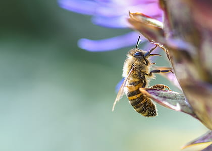 selective focus photography of honey bee perched on flower thumbnail