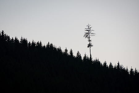silhouette of trees thumbnail