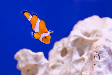 Clownfish in macroshot thumbnail