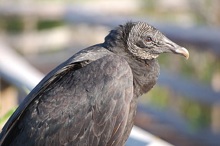 selective focus photography of gray long-beaked bird thumbnail