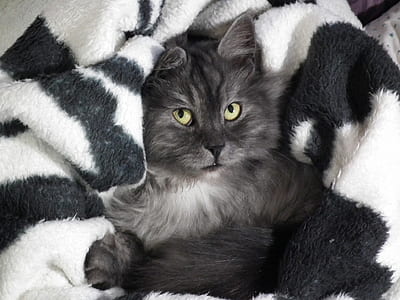 long-fur black cat on white comforter thumbnail
