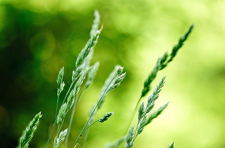 selective focus photography of green grass thumbnail