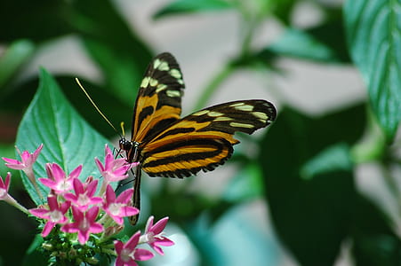 orange and black longwing butterfly on pink flower thumbnail