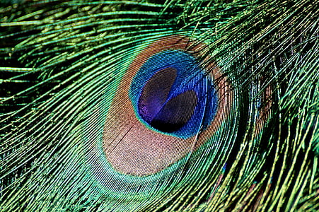 wildlife photography of green, blue, and brown peacock feather thumbnail