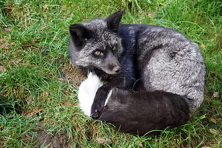 fox on grass field thumbnail