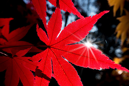 red maple leaf during daytime thumbnail