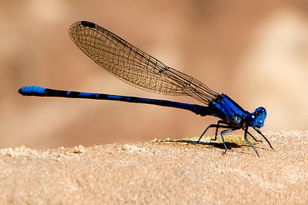 selective focus photography of blue damselfly on brown surface thumbnail