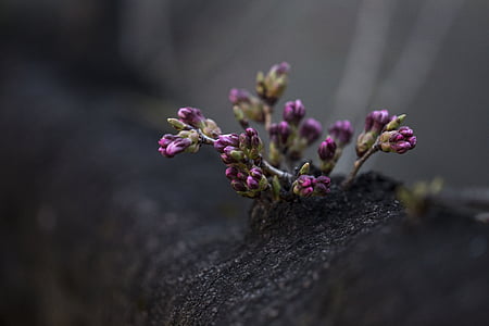 closeup photo of purple petaled flowers thumbnail