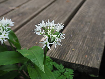 selective focus photography of white flower near brown wooden surface thumbnail