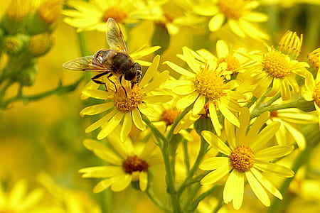 shallow focus photography of yellow flowers thumbnail