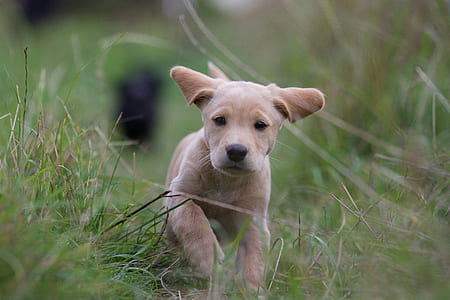 selective focus photography of yellow Labrador retriever on green grass at daytime thumbnail