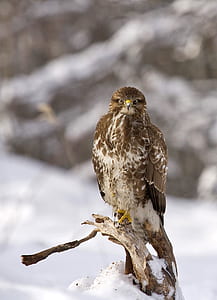 shallow focus photo of gray and brown bird thumbnail