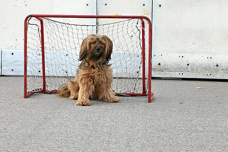 adult brown and black lhasa apso on goalie net thumbnail