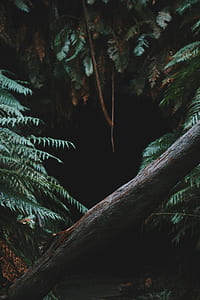 fern, trunk, tree, forest thumbnail