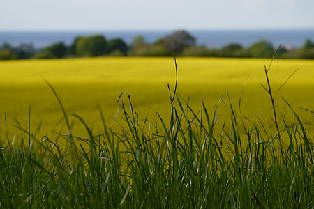 Field Of Rapeseeds, Oilseed Rape thumbnail