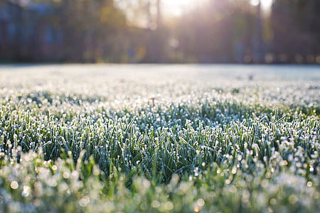 green grasses thumbnail